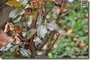 die neuen Rosentriebe im Garten