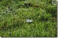 ein winziges Spinnen-Netz im Gras