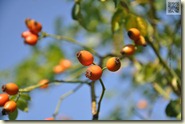 herbstliche Hagebutten