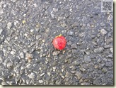 übrig gebliebene Erdbeere