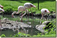 die Rosa-Flamingos