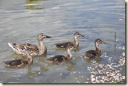 Entenfamilie im Wasser