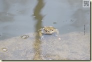 Frösche und Kröten im Natursee