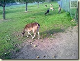 Rotwild im Rauch-Zoo