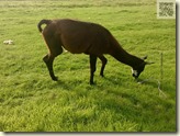 Lamas im Rauch-Zoo