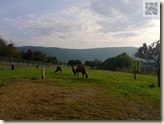 Trampeltiere (Kamele)