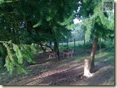 Rotwild im Rauch-Zoo