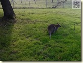 kleines Känguruh (Wallaby)