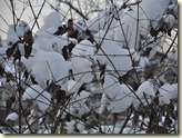 Schnee überall