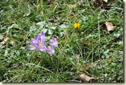 Krokusse im Garten