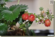 die ersten Erdbeeren