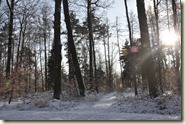 im Winterwald