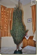 der Weihnachtsbaum 2011