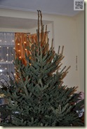 der Weihnachtsbaum 2011