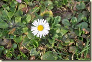 Gänseblümchen im Garten