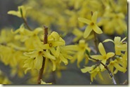 blühende Forsythien-Sträucher