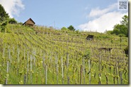 Weinberge in Hedelfingen