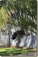 Fledermaus im Baum