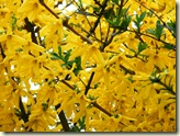 die Forsythien leuchten