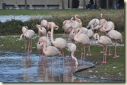 die Flamingos