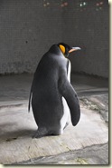 Königspinguin