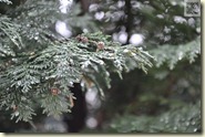 Regenwetter - des einen Leid