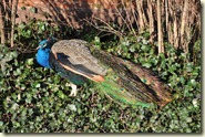 der Pfau unterwegs im Park