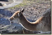 die Lamas beim Futtern