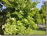 Magnolienblüten im August