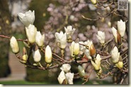 Magnolien