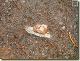 eine Schnecke im Regen