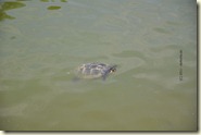 Schildkröte im See