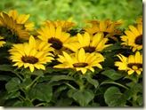 Sonnenblumen