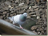 Tauben im Bahnhof