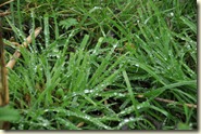 Regentropfen im Gras