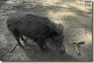 das Wildschwein schmatzt und wühlt im Boden