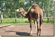 das Dromedar (Camelus dromedarius)