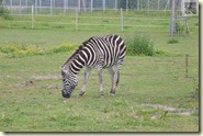 die Zebra-Weide