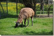 eines der vielen Lamas
