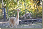 die Lamas in der Südamerikaanlage