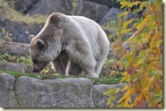 der Braunbär unterwegs