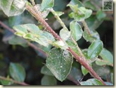 verlauster Strauch im Garten