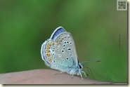 Schmetterling auf dem Fuß