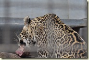 Leopard in der Wilhelma beim Fressen